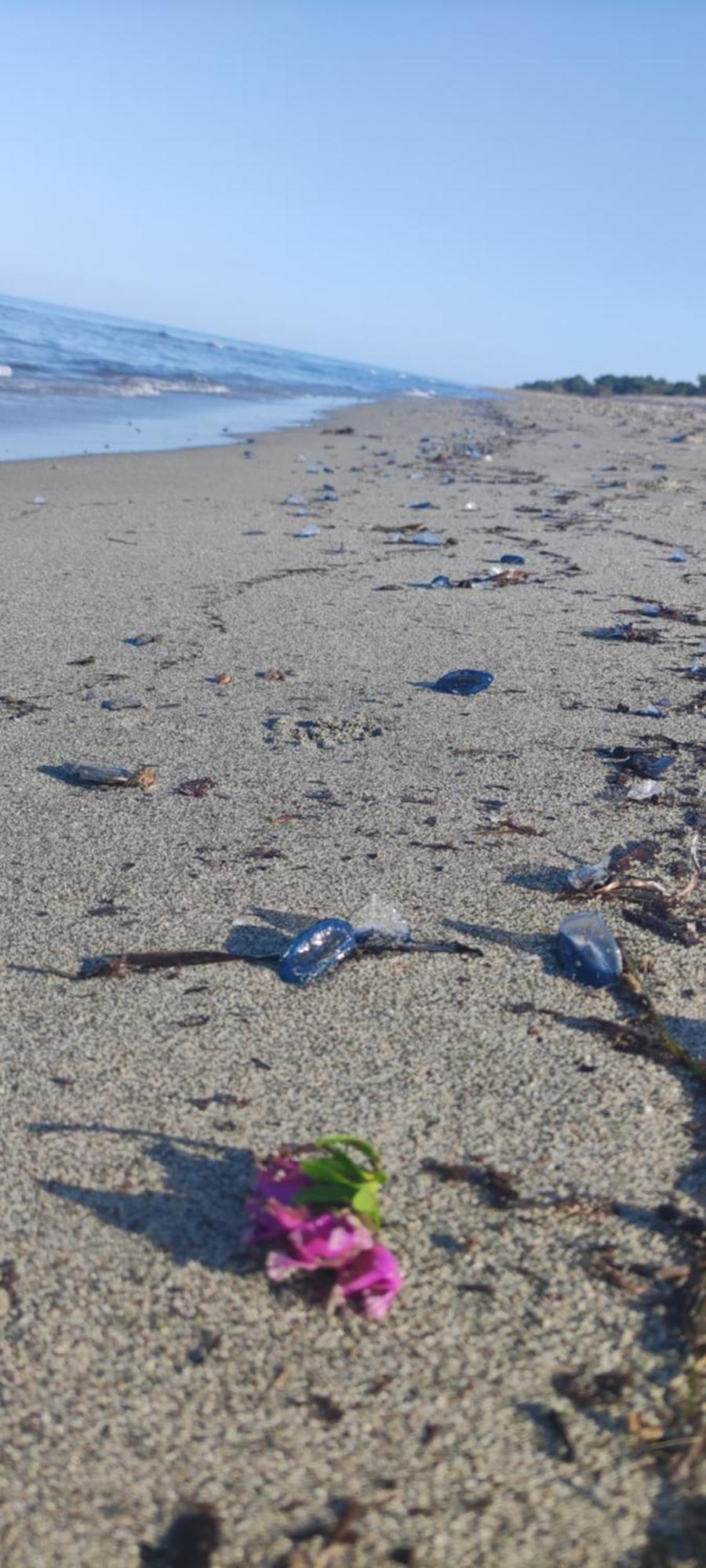 Villa Les Pieds Dans L'Eau بورجو المظهر الخارجي الصورة